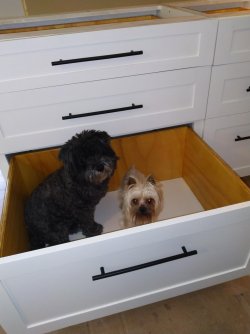 Bailey and Butters in a drawer!.jpg