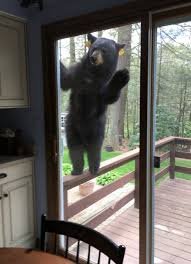 Guide Bear looking for trouble!.jpg