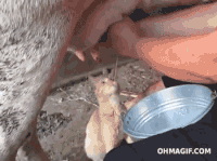 41000E6A-4B1A-4D3B-917D-8B187EE4A29B.gif