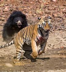 Guide Bear beats up Bayou Tiger!.jpg