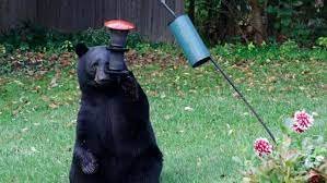 At BroncoSmitty In Laws yard.jpg