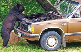 Backyard mechanic.jpg