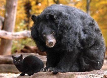 Guide Bear is a cat lover!.JPG Guide Bear is a cat lover!.JPG