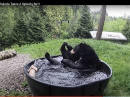 Guide Bear enjoying a bath!.jpg