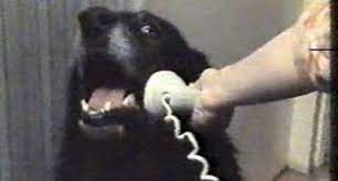 Guide Bear on the phone.jpg