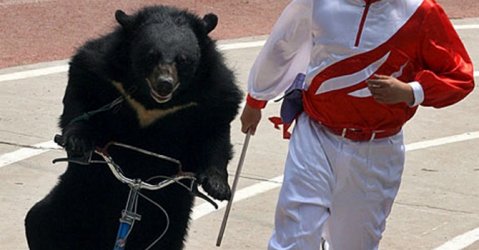 Guide Bear in training.jpg