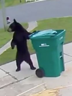 Guide Bear on the job.jpg