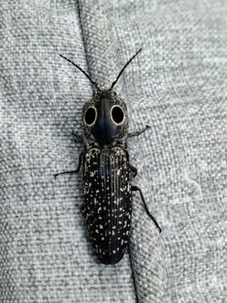 My little buddy!.jpg