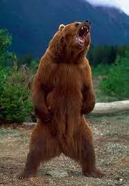 I am Guide Bear!.jpg