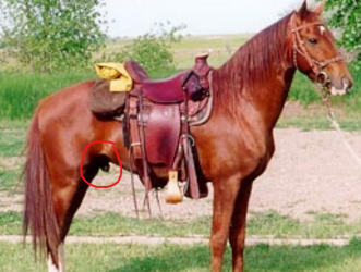 pony.png