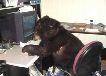 Guide Bear at the office..jpg