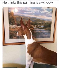 dog.jpg