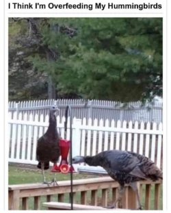 overfeedingmyhummingbirds.jpg