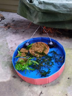 Fish tank plants.jpg