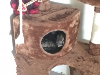 monainhercattreecubbyhole.JPG monainhercattreecubbyhole.JPG
