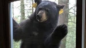Guide Bear peeping tom.jpg