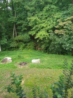 My Backyard! All mines!.jpg