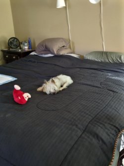 Butters bumbed.jpg