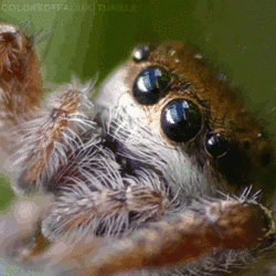 Spider.gif