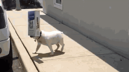 8AE44F34-1D40-457A-8941-DB7FF5A20E38.gif