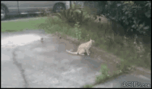 cat-bird.gif