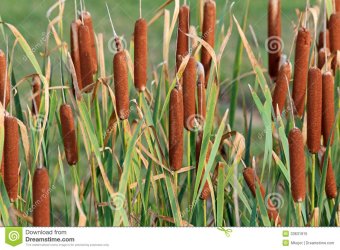 typha-latifolia-wetland-plant-called-corn-dog-grass-33631915.jpg