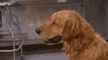 whew-dog.gif