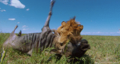 Eating_Lion.gif