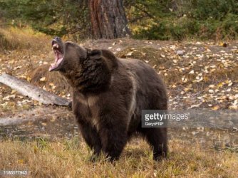 MAD BEAR.jpg