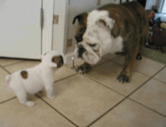 1636214243781.gif