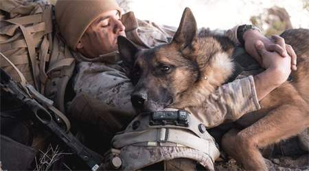 k9veteransday.png