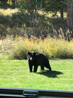 black bear.jpg