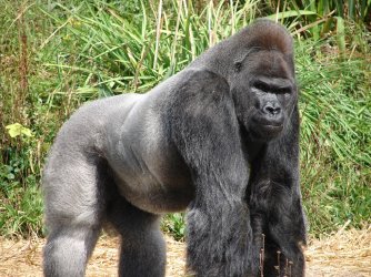 The-Gorilla.jpg