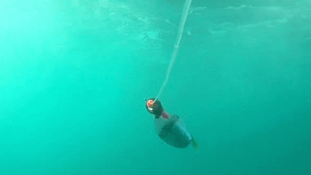 2D39A6BE-0CCE-4A2F-9296-0CE467ECB48F.gif
