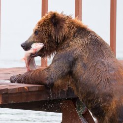 bear-eating-fish-just-caught-lunch-92840806.jpg
