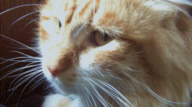 download-2.gif