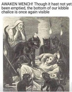 awakenwenchcatsneedfood.jpg