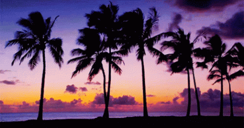palmtreesswaying-ani.gif