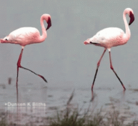 chickenwalkingonstilts-ani.gif