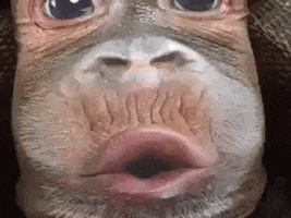 gorilladude.gif