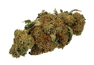 320px-Marijuana-Cannabis-Weed-Bud-Gram.jpg