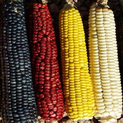 diverse corn.jpg