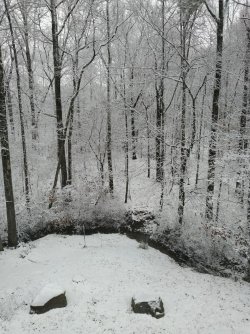 Back yard.jpg