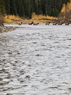 elk.JPEG