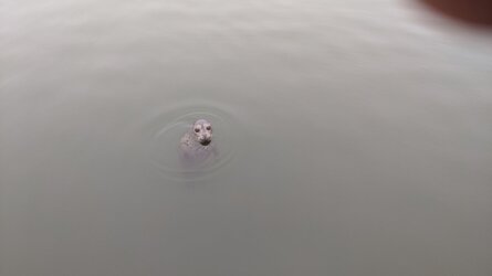 Seal everett.jpg