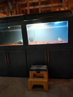 18 watt + 60 watt.jpg
