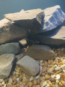rock pile.jpg
