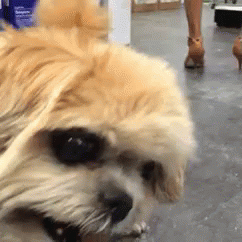 6FF59822-6C05-48EF-BF41-64A0B8290555.gif