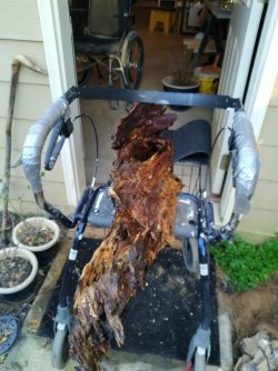 dog carcass.jpg