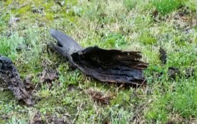 log.JPG